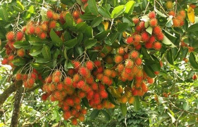 chom-chom-loai-trai-ngon-giau-vitamin-c-va-chat-xo