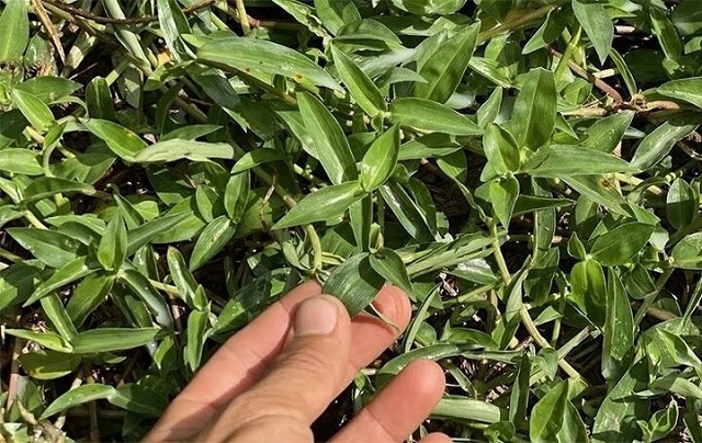 loai-rau-moc-day-ruong-giup-ha-sot-loi-tieu-ho-tro-viem-nhiem