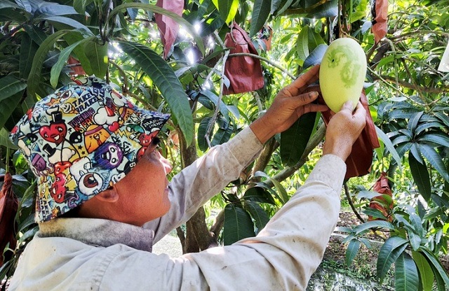 trai-xoai-thuc-pham-rat-tot-cho-mat-va-suc-khoe-tim-mach