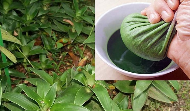 tac-dung-cua-cay-luoc-vang-voi-suc-khoe